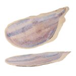 Блюдо овальное 51,8 × 23,5 см h 3,5 см Light Purple Shell Northern Blue Frutti di Mare P.L. Proff Cuisine 2
